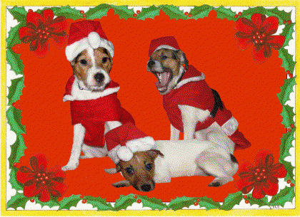 Jack Russell Terrier vom ganzen Herzen